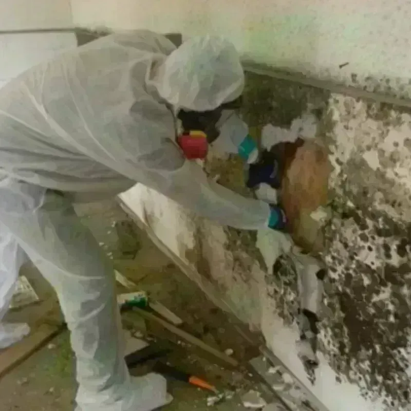 Mold Remediation and Removal in Nobleboro, ME